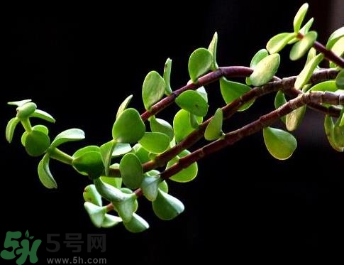 馬齒莧可以去痘痘嗎？馬齒莧敷臉去痘痘有什么副作用嗎？