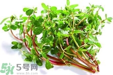 馬齒莧可以去痘痘嗎？馬齒莧敷臉去痘痘有什么副作用嗎？