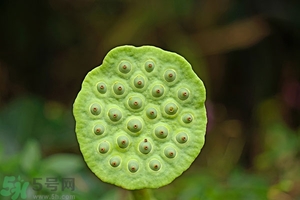 蓮蓬可以多吃嗎？蓮子吃多了會怎樣？