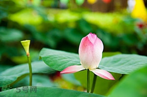 蓮蓬可以多吃嗎？蓮子吃多了會怎樣？