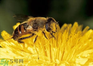 蜂蜜放久了有酒味是怎么回事？蜂蜜有酒味還能喝嗎？