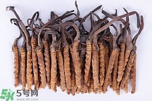 冬蟲夏草是怎么形成的？冬蟲夏草是蟲子嗎？