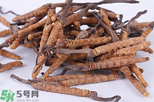冬蟲夏草是怎么形成的？冬蟲夏草是蟲子嗎？