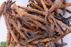 冬蟲夏草是怎么形成的？冬蟲夏草是蟲子嗎？