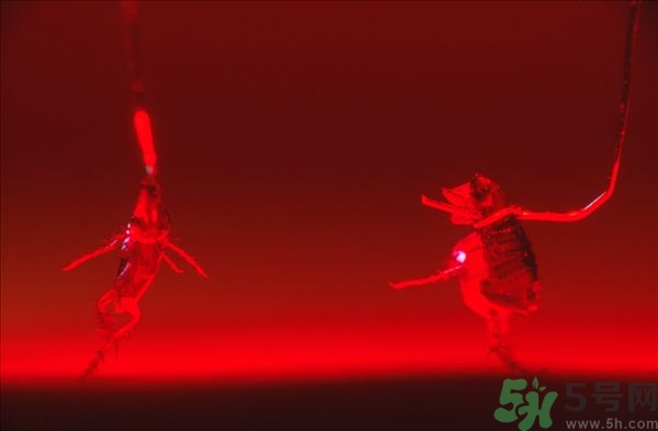 家里有跳蚤怎么快速去除？屋里有跳蚤怎么消滅掉？