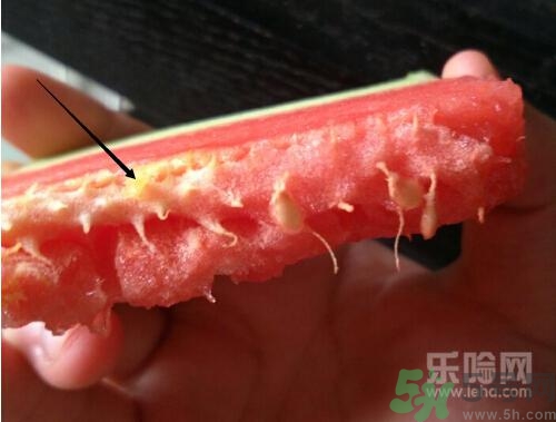 如何辨別催熟的西瓜？催熟的西瓜是什么樣的？