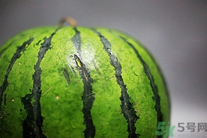 如何辨別催熟的西瓜？催熟的西瓜是什么樣的？