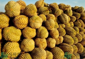 榴蓮能放冰箱嗎？榴蓮放在冰箱能保存幾天？