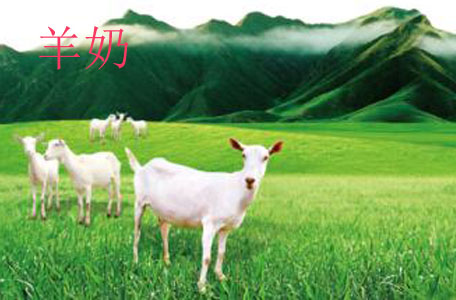 現(xiàn)擠的羊奶可以直接喝嗎 生羊奶為什么不能直接喝