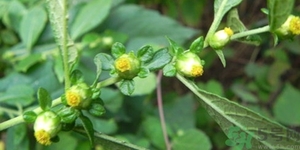 鹿活草真的有嗎？鹿活草貴嗎鹿活草哪里有？