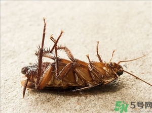 家里有蟑螂怎么辦能除根嗎？家里有蟑螂怎樣能徹底消滅？
