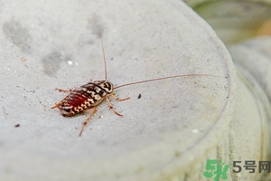 家里有蟑螂怎么辦能除根嗎？家里有蟑螂怎樣能徹底消滅？