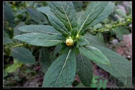 鹿活草多少錢？鹿活草有什么用？