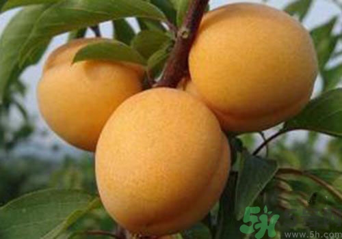 杏子上有黑點(diǎn)是怎么回事？杏子上有斑點(diǎn)可以吃嗎？