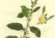 鹿活草多少錢？鹿活草有什么用？