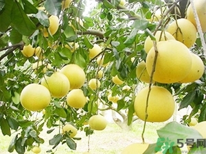 柚子的瓤是紅色正常嗎？柚子里面是紅色的能吃嗎？