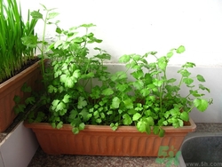 陽臺(tái)種菜用什么土最好?陽臺(tái)種菜用什么肥料好