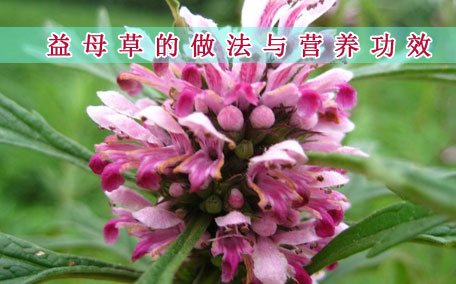 益母草一天喝幾次較好 益母草什么時(shí)候喝最好