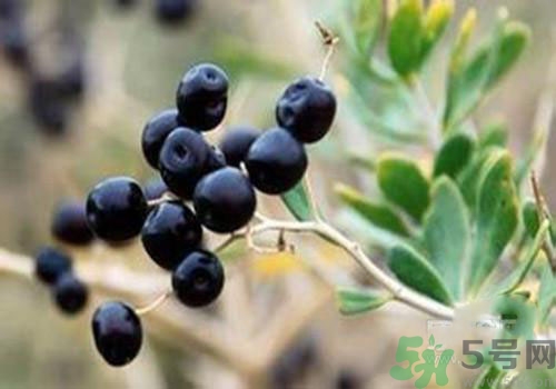 黑枸杞可以壯陽(yáng)嗎？黑枸杞壯陽(yáng)效果怎么樣？