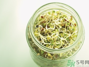 吃豆芽會胖嗎？豆芽會不會讓人長胖？