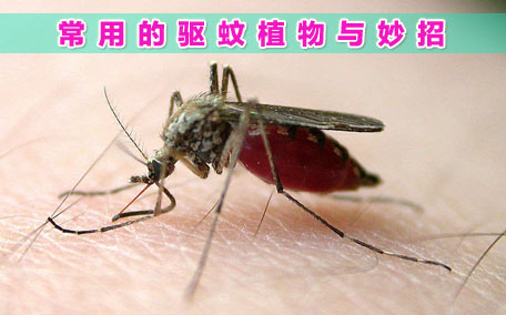 驅蚊
