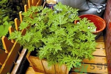 驅(qū)蚊草可以驅(qū)蚊嗎？驅(qū)蚊草有用嗎？