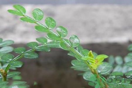 驅(qū)蚊草可以驅(qū)蚊嗎？驅(qū)蚊草有用嗎？