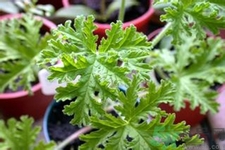 驅(qū)蚊草可以驅(qū)蚊嗎？驅(qū)蚊草有用嗎？