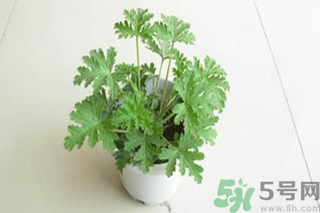 驅(qū)蚊草孕婦可以聞嗎？驅(qū)蚊草對(duì)孕婦有害嗎？