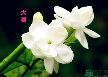 大暑是幾月幾日？大暑是什么意思？
