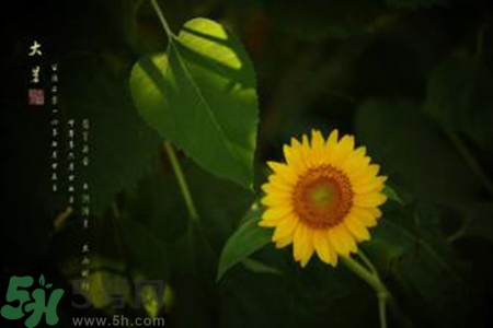 大暑吃什么水果？大暑吃什么水果養(yǎng)生？