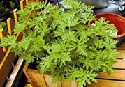 驅(qū)蚊草孕婦可以聞嗎？驅(qū)蚊草對孕婦有害嗎？