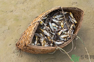 洪水里的魚能吃嗎？洪水里的魚可不可以吃？
