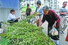 夏天可以用艾草驅(qū)蚊嗎？夏天可不可以用艾草驅(qū)蚊？