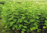 夏天可以用艾草驅(qū)蚊嗎？夏天可不可以用艾草驅(qū)蚊？