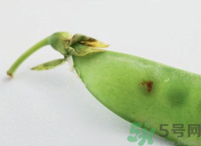 煮豌豆怎么做好吃？煮豌豆的做法
