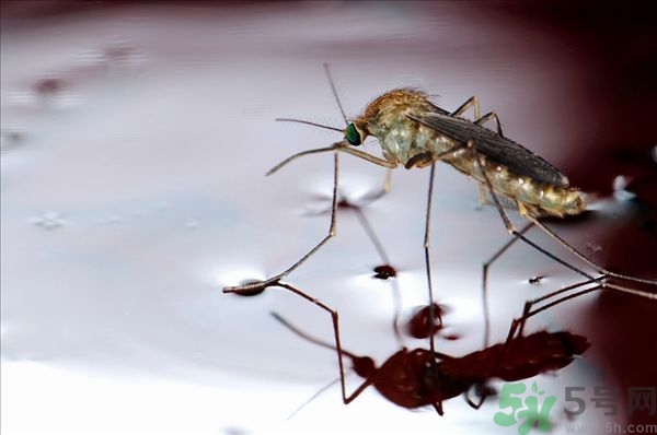 蚊子叮的癢怎么辦？蚊子叮的大包怎么辦？