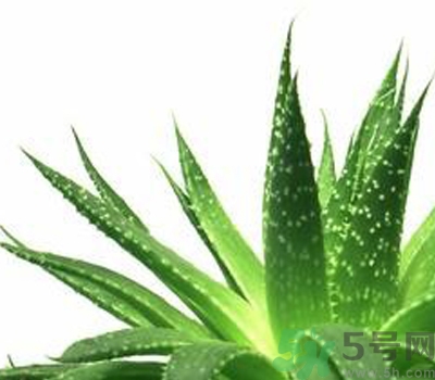 蘆薈膠會(huì)堵塞毛孔嗎？蘆薈膠應(yīng)該怎么用？