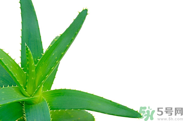 蘆薈能去斑嗎？蘆薈膠會(huì)使皮膚變黑嗎？