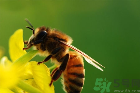 被蜜蜂蟄了怎么辦？被蜜蜂蟄了如何處理？