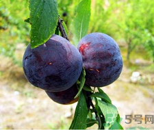孕婦可以吃黑布林嗎？孕婦吃黑布林的好處？