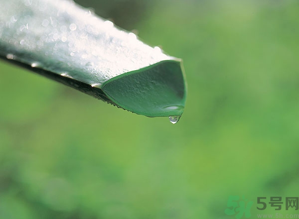 蘆薈能治痱子嗎？長(zhǎng)痱子用什么藥？