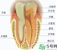 牙齒根管治療多少錢？根管治療一顆要多少錢？