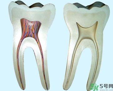 牙齒根管治療多少錢？根管治療一顆要多少錢？