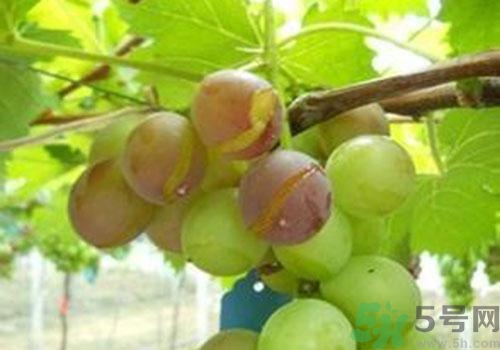 葡萄裂開(kāi)了是怎么回事？葡萄裂開(kāi)了能吃嗎？