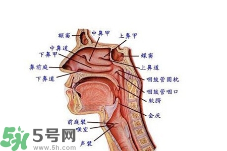 慢性咽炎的發(fā)病因素？慢性咽炎的并發(fā)癥有哪些？