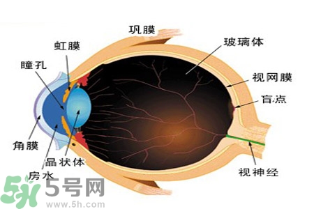 近視眼的護(hù)理措施？近視眼的飲食護(hù)理？