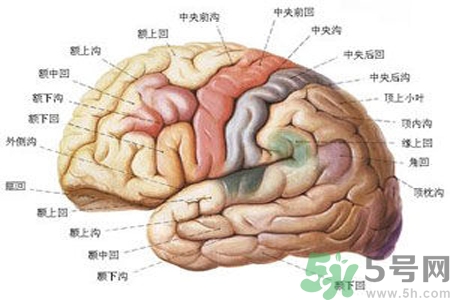 腦出血的治療方法是什么？腦出血可以用哪些藥物治療？