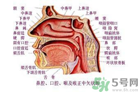 鼻咽癌的日常措施是什么？鼻咽癌注意的飲食有哪些？