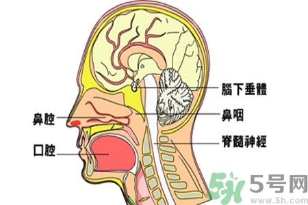 鼻咽癌的治療方法是什么？鼻咽癌可以用什么藥物治療？